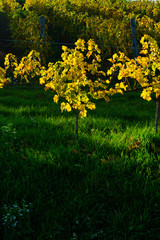 yellow grape leaves and green grass in october sunny vinery