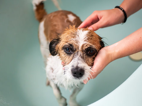 Frau mit kleinen Terrier Hund in der Badewanne