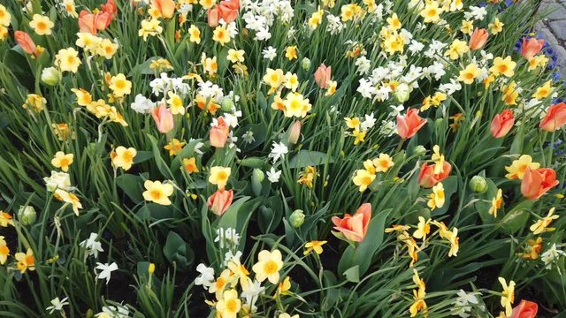 field of tulips