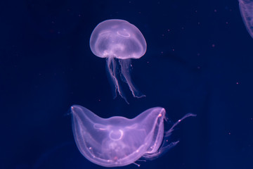 Fototapeta premium Close-up Jellyfish, Medusa in fish tank with neon light. Jellyfish is free-swimming marine coelenterate with a jellylike bell- or saucer-shaped body that is typically transparent.