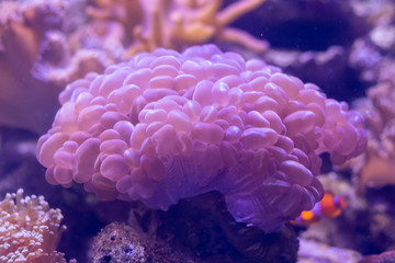 Beautiful sea flower in underwater world with corals  and fish. Nature background.