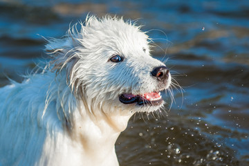 White dog Samoyed walks on the shore of the Baltic Sea
