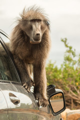 Naughty large wild dominant baboon playing around on a vehicle causing damage.