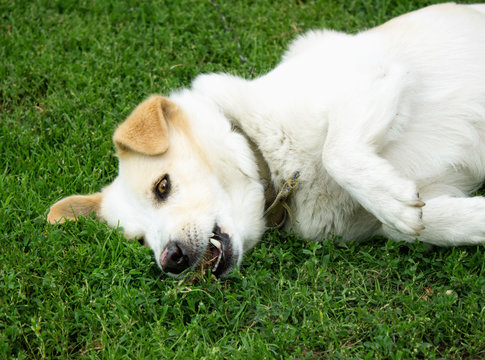 Death of a dog. Convulsions and suffering