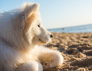 White dog Samoyed walks on the shore of the Baltic Sea