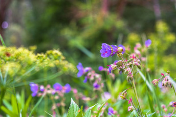 blooming wild meadow flowers on a warm summer evening
