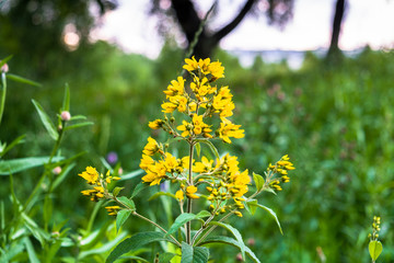 blooming wild meadow flowers on a warm summer evening