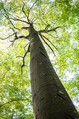 Fototapeta premium Beech in the italian forest