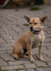der Hund kneift die Augen zusammen