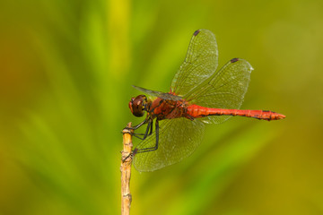 Ruddy Darter Dragonfly Sympetrum sanguineum-male sitting on dry stalk