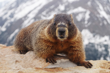 Yellow-bellied marmot (Marmota flaviventris) cute furry rodent in American Rockies