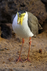 Maskenkiebitz