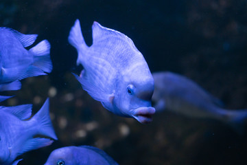 Cute Dolphin cichlid Cyrtocara moorii