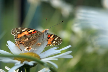 Obraz na płótnie Canvas hive butterfly collects nectar on a camomile