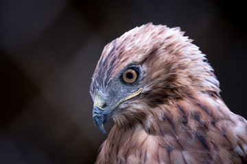 Fototapeta premium adult redhawk portrait and stern look
