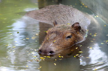 Capybara swimming in the pool