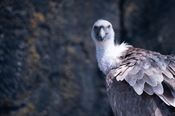 adult vulture portrait and stern look