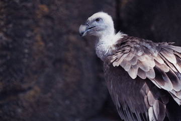 adult vulture portrait and stern look