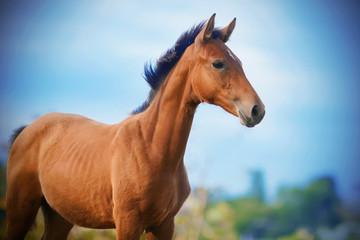Obraz na płótnie Canvas The Bay unsaddled colt stands proudly against the blue clear sky and enjoys freedom.