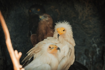 adult vulture portrait and stern look