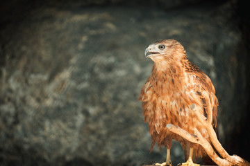 adult redhawk portrait and stern look