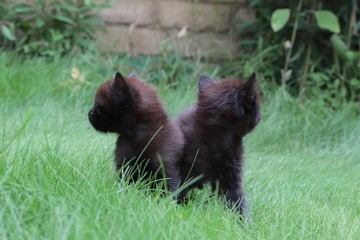 Plakat black cats in the grass