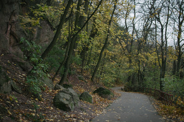 Obraz premium Walking in colourful leaves on The Red Hill in Brno, watching crows on the trees