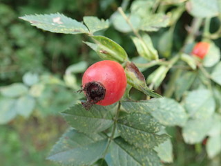 red hip rose fruin on a green branch