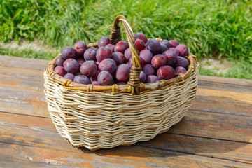 Basket of plums in the garden