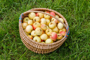 Basket of yellow apples in the garden