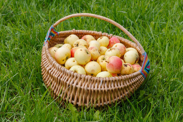 Basket of yellow apples in the garden