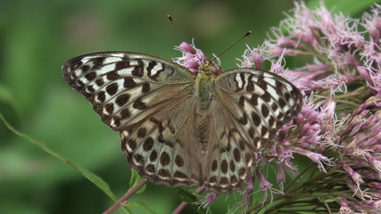 argynnis paphia femmina, 
