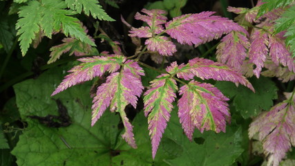 sottobosco