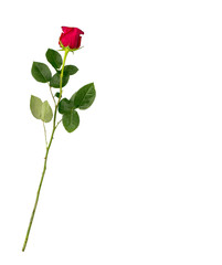 Flower bud roses on a white background