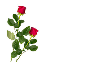 Flower bud roses on a white background