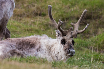 Naklejka na ściany i meble Svalbard reindeer (rangifer tarandus platyrhynchus) lying in meadow