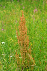 Sorrel horse in meadow grass, beautifully blurred background
