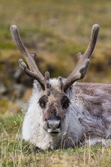 front view Svalbard reindeer (rangifer tarandus platyrhynchus)