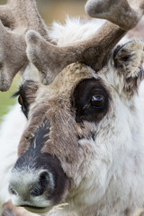 close-up portrait Svalbard reindeer face