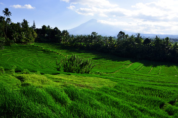 Fototapeta na wymiar Beautiful view of rice terraces and Mount Batukaru at Sunrise, Pupuan Village, West Bali.