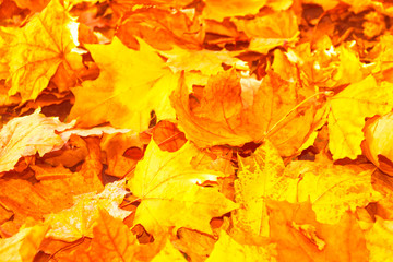 Naklejka na ściany i meble Autumn background with bright colorful leaves.