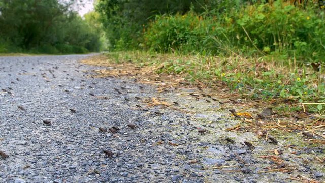 Little common toads (Bufo bufo) migration from water