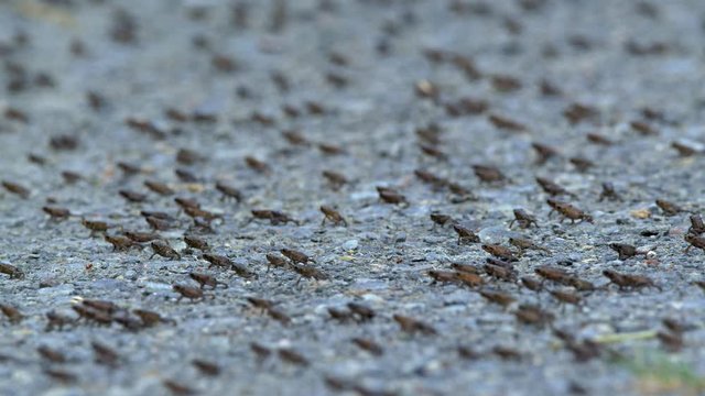 Little common toads (Bufo bufo) migration from water