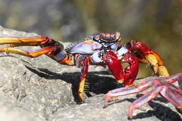 rote_Klippenkrabbe