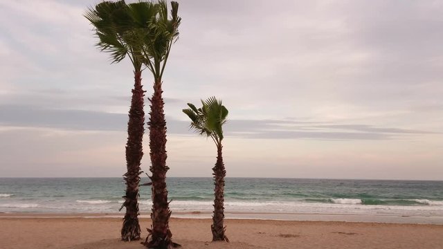 Tropical ambience with palm trees on a cool spring evening at the beach. Relaxing sea waves and light wind.