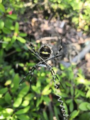 spider on a web