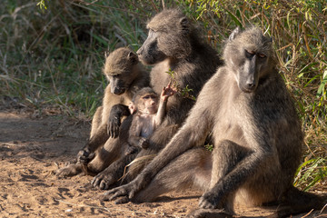 A family of Chacma baboons with a playful baby.