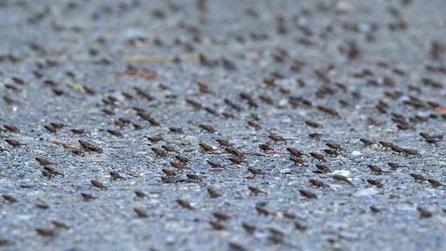 Little common toads (Bufo bufo) migration from water