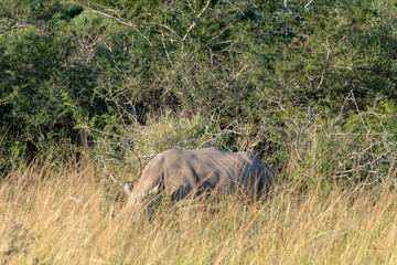 Naklejka na ściany i meble White rhinoceros hidden in long grass in South Africa.