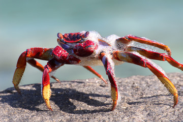 rote_Klippenkrabbe